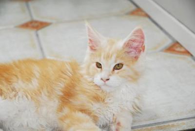 chewie red white maine coon kitten