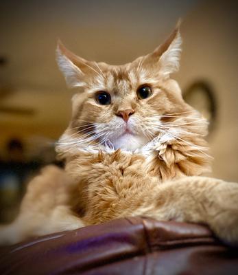 closeup of handsome ginger maine coon cat.