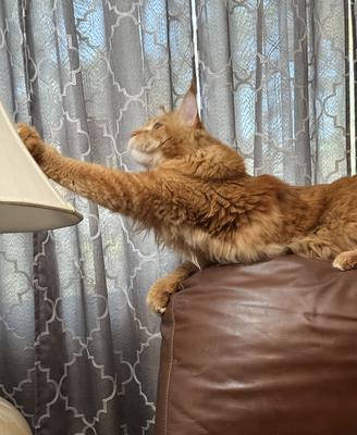 red cat reaching for a lampshade.