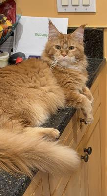 big ginger maine coon sprawled out on kitchen counter.