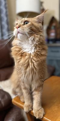 orange maine coon looking to the side.