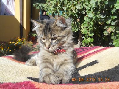 Maine Coon in Chile