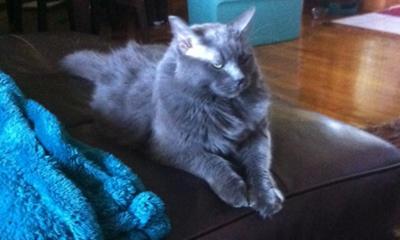 Gracie