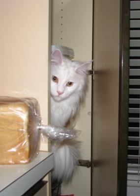 Chloe! pure white maine coon