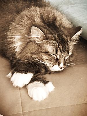 pretty tabby and white cat resting with paws crossed