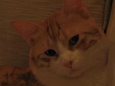 Cinnamon