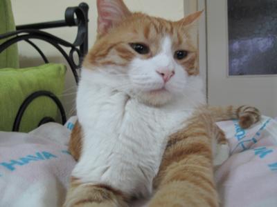 Cinnamon