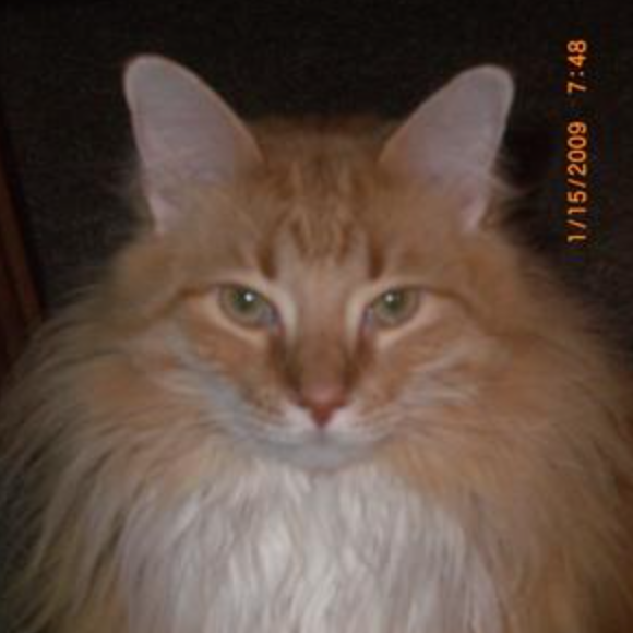 Cinno ginger maine coon cat on dark background
