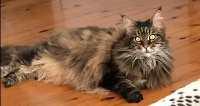 big brown tabby female coonie on wood floor