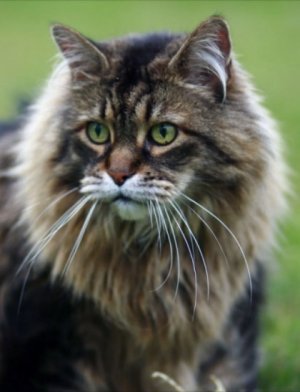 fluffy brown tabby cat outdoors