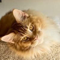 Pharaoh classic ginger maine coon cat looking up