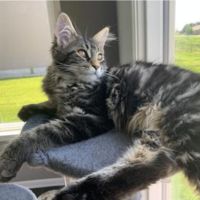 Lily classic tabby maine coon on cat tree
