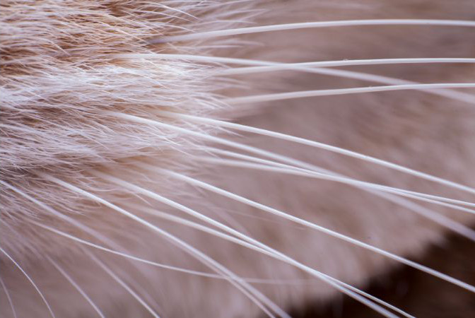 Whisker Closeup extreme closeup of a cats whiskers