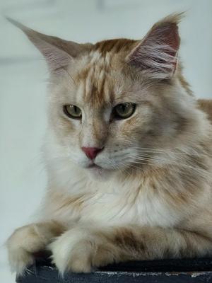 closeup of a red silver maine coon cat