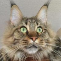 Simon closeup tabby maine coon cat