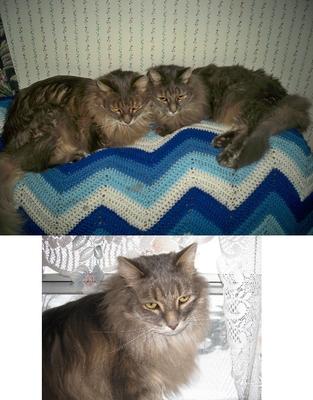 Cloudy and Toby