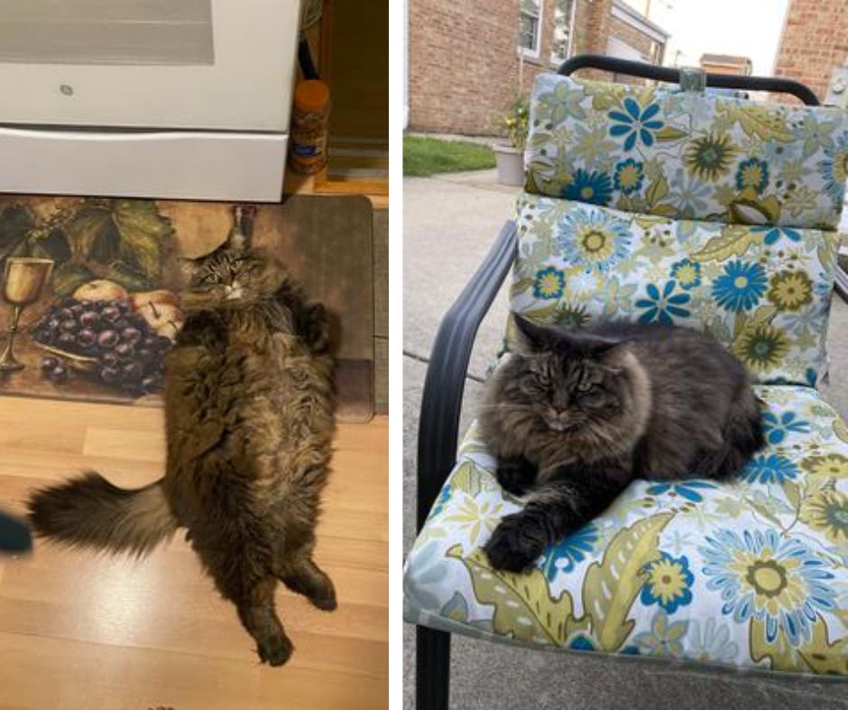 two side by side photos of a big furry brown cat.
