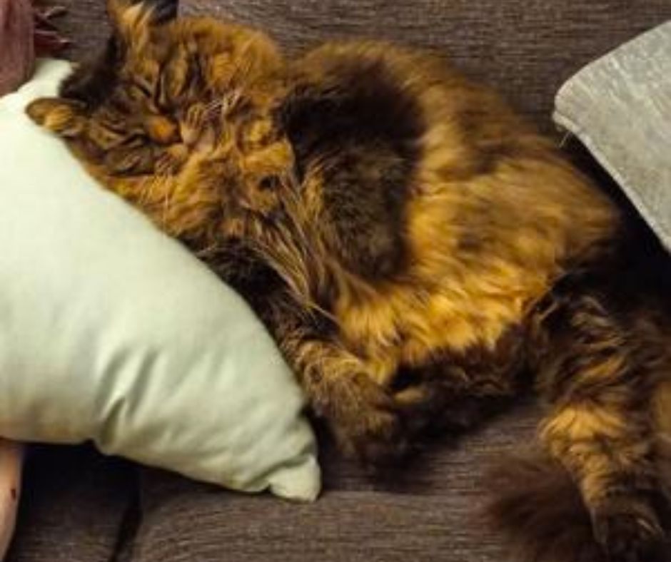 big furry brown cat sleeping on couch.
