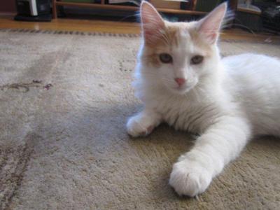 ginger and white maine coon mix