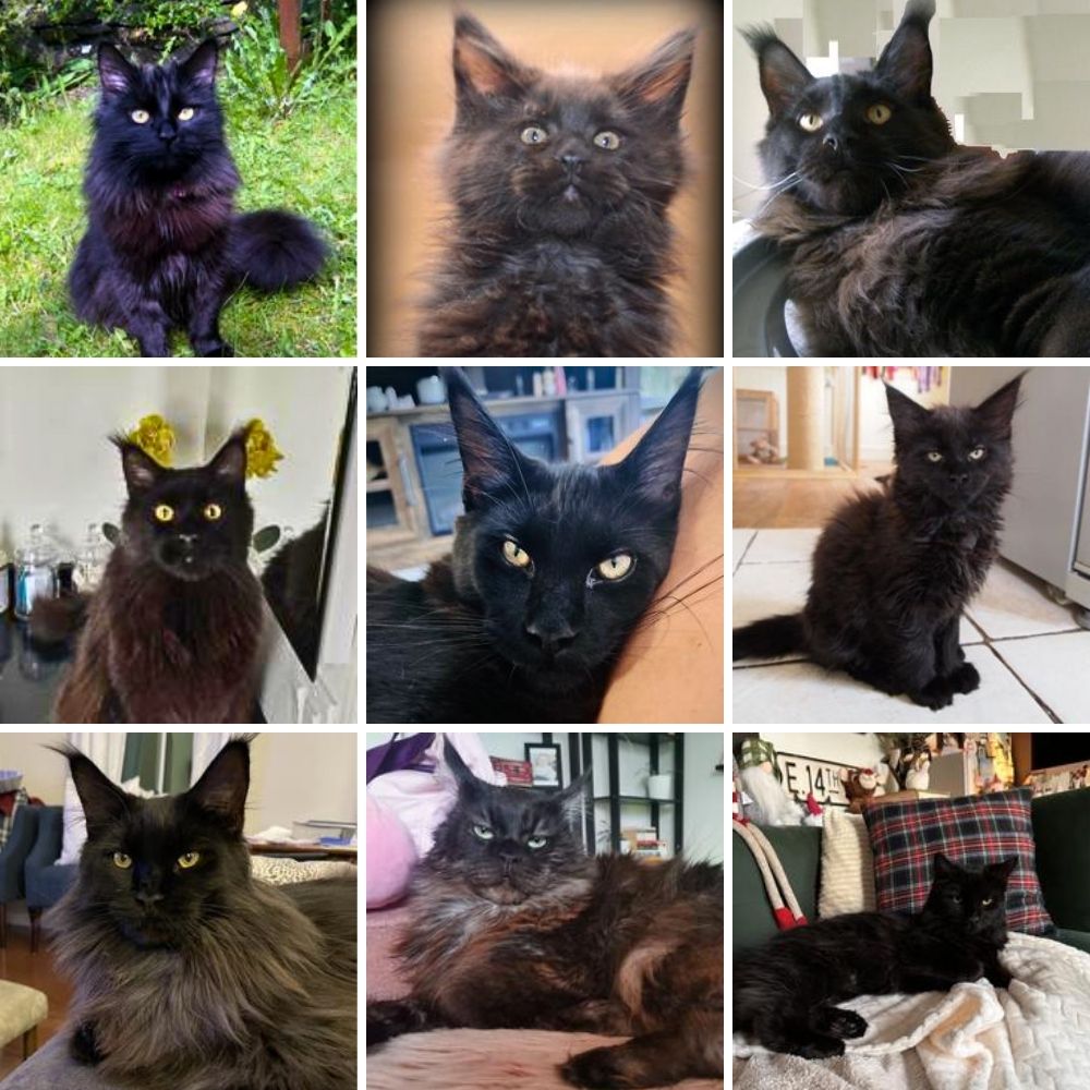 collage of nine gorgeous pure black maine coon cats.