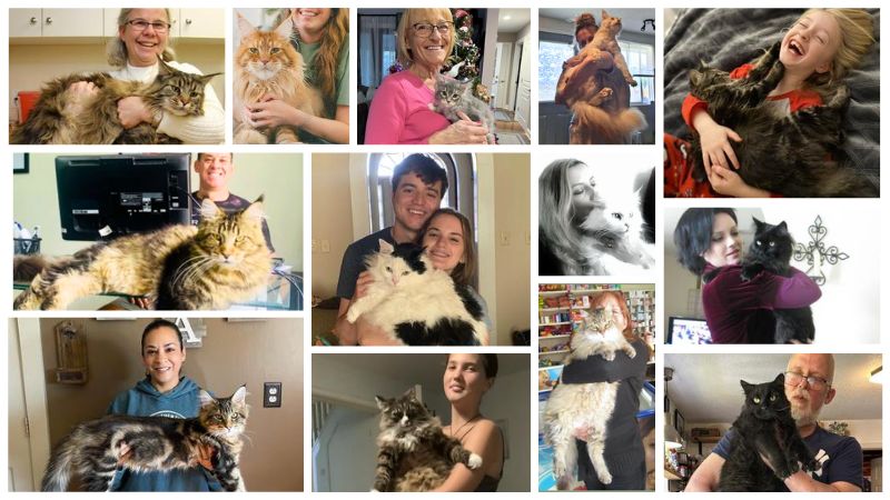 Something New Every Day! collage of maine coons and their owners.
