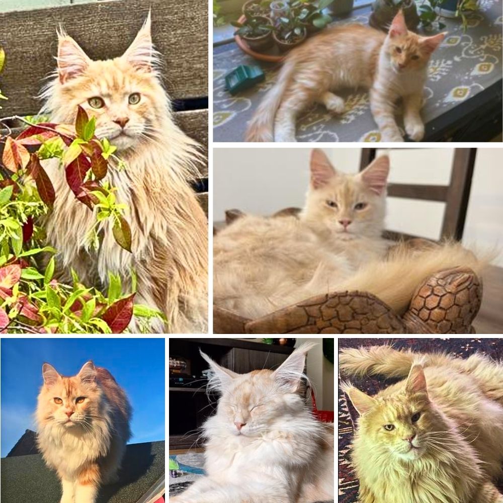 six portraits of red silver maine coons.
