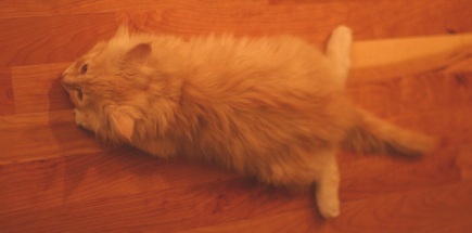 kitten on wood floor with legs sprawled out