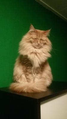 light ginger maine coon sitting atop a dresser and blinking cutely.