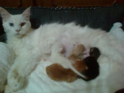 Coockie & Kittens