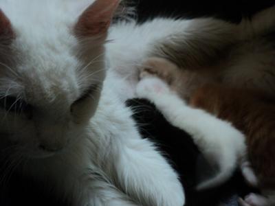 Coockie & Kittens