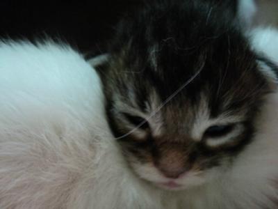 Coockie's Kitten