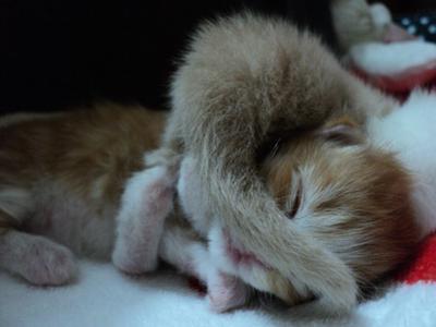 Coockie's Kitten