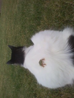 Cookie