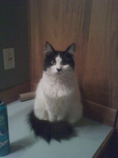Cookie