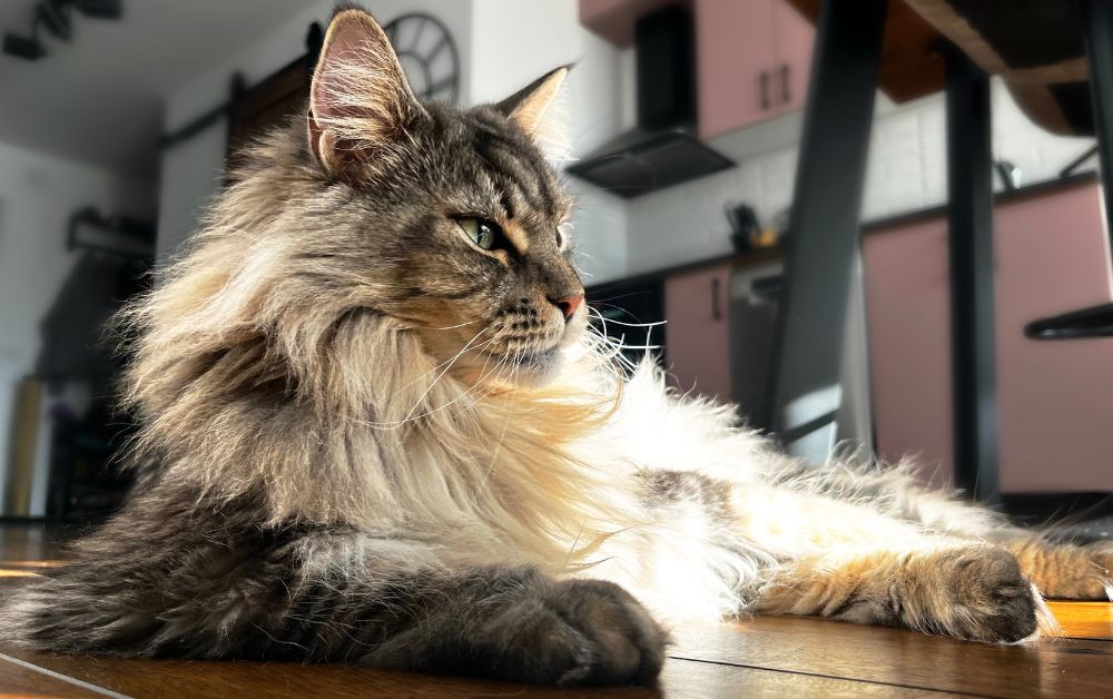 Chillin brown tabby coon cat in sunshine on kitchen floor