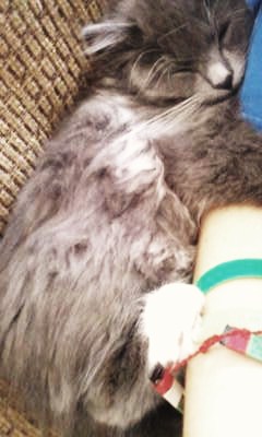 Coon Cat