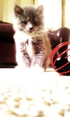 Coon Cat