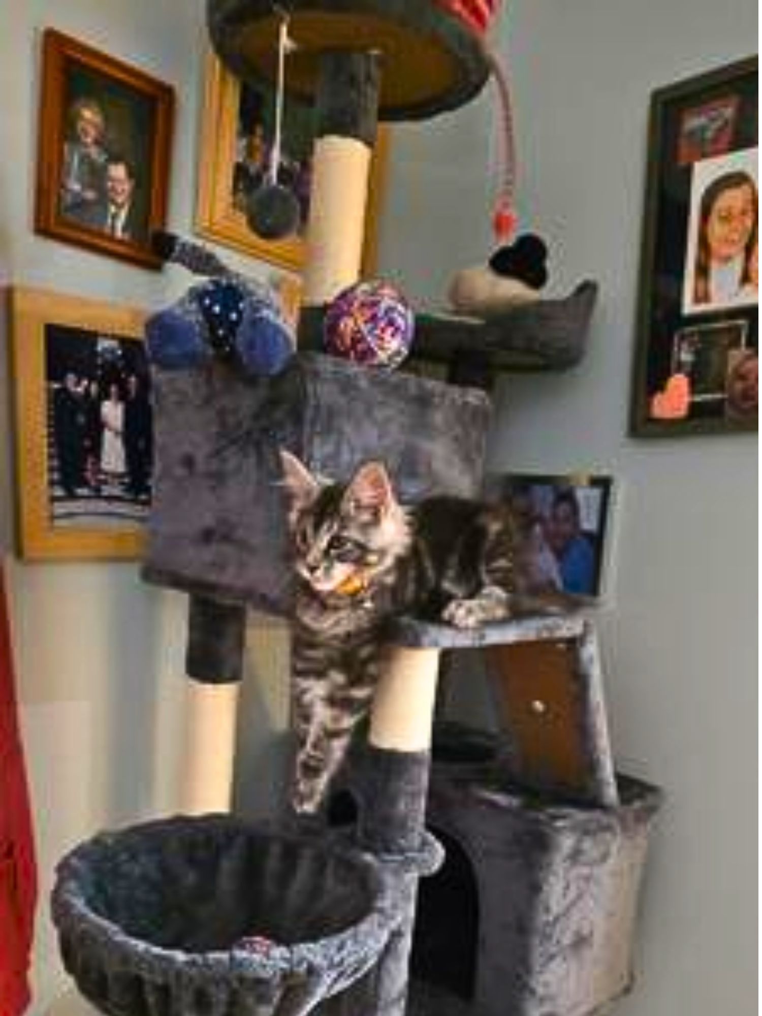 Casper young maine coon kitten hanging out on a cat furniture tree.