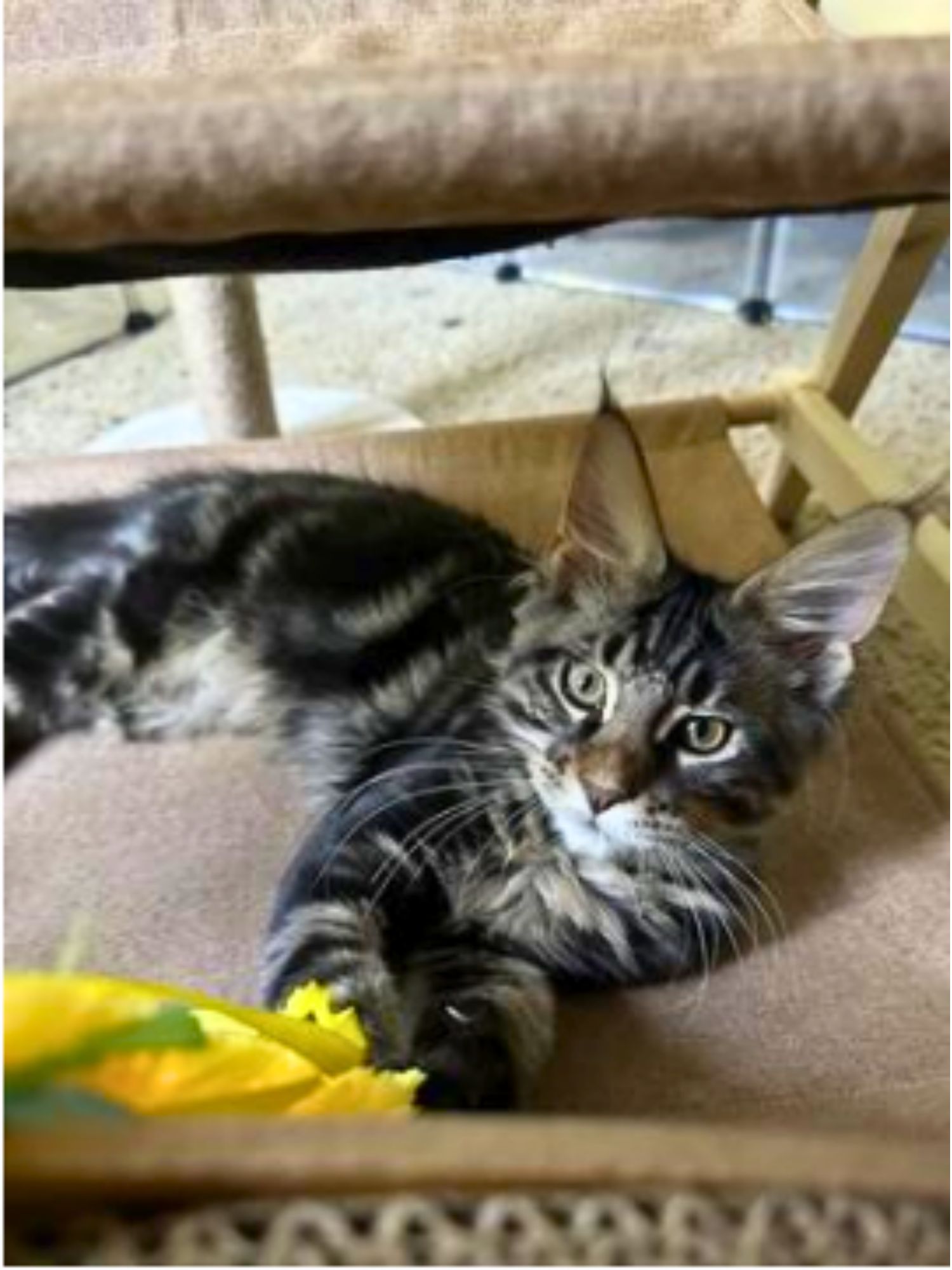 Kong the kitten playing on scratch post with toy flowers baby feline relaxing on a scratch post while playing with flowers.