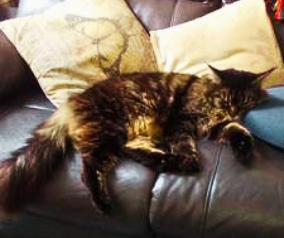 brown tabby maine coon cat comfortably sprawled out on a couch