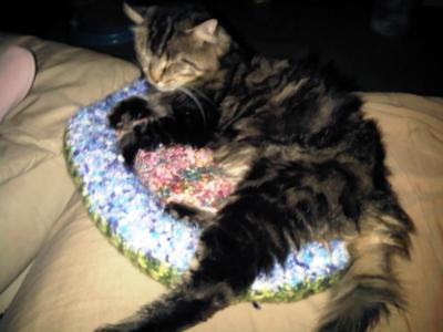 fluffy dark brown tiger cat resting