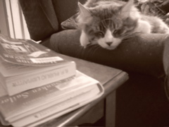 tabby and white kitty sleeping soundly