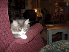 white and gray cat resting on couch