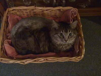 fluffy brown tiger kitty in a basket