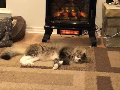 fluffy maine coon cat laying in front of a woodstove.