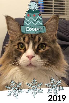 tabby with white maine coon cat with a winter hat graphic on his head.