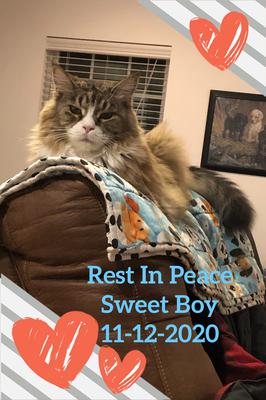 handsome maine coon lounging on the back headrest of an armchair.