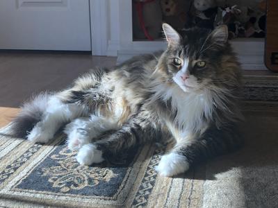 blue tabby and white maine coon cat lounging in a sunny spot.