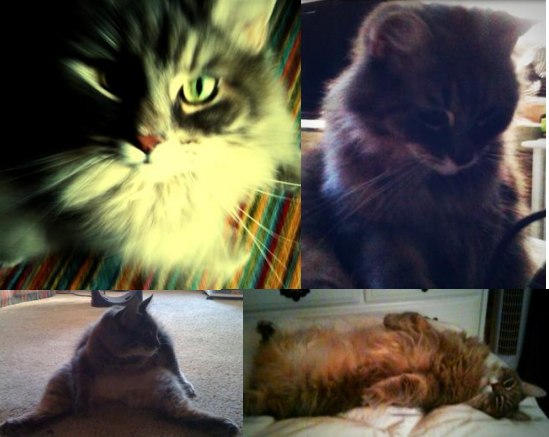 Cooter! cooter the maine coon manx mix