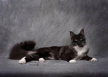 Cosmo purebred black and white maine coon cat posing.